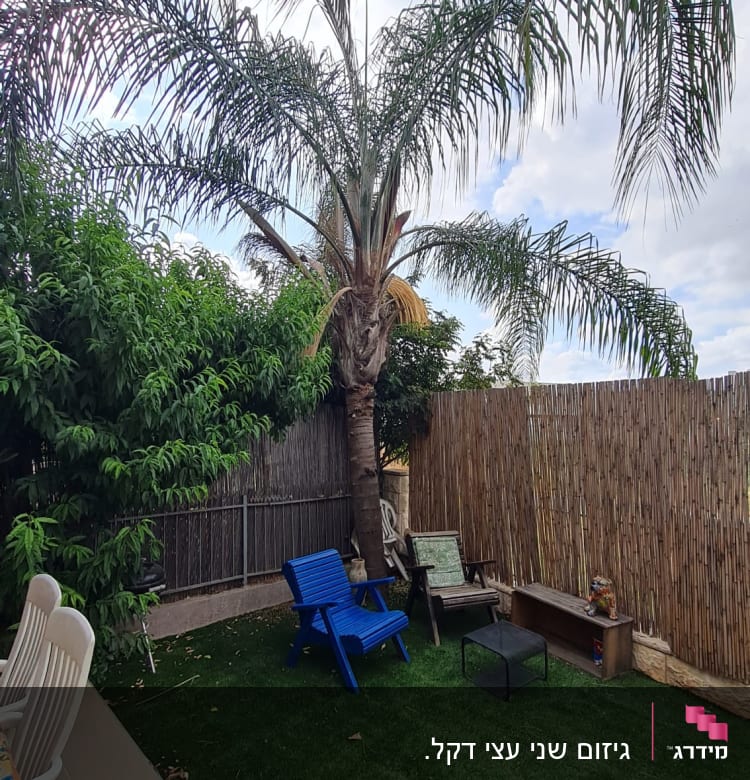 עץ דקל עם ענפים לא גזומים בגינה